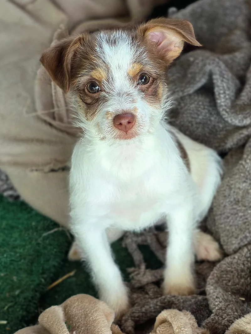 Jelly Bean thumbnail 2