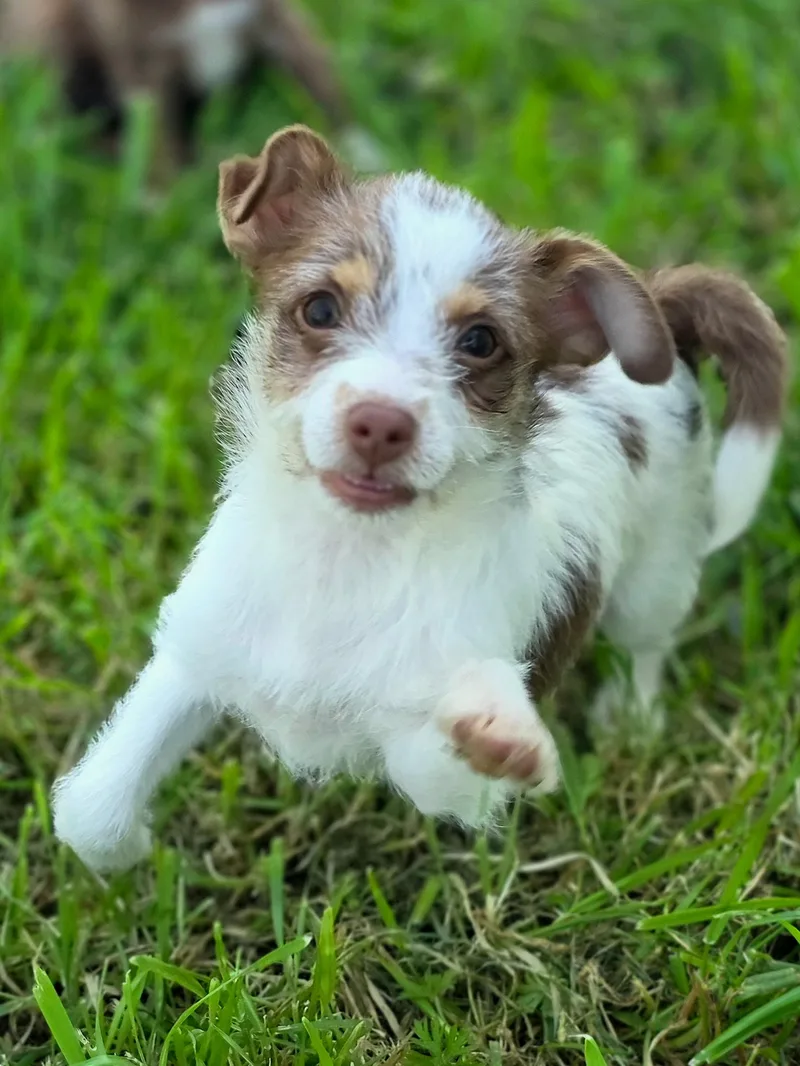 Jelly Bean thumbnail 3