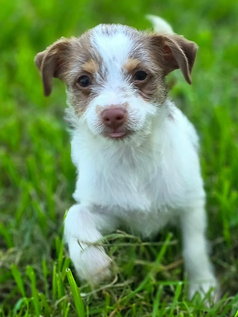 Jelly Bean thumbnail 4