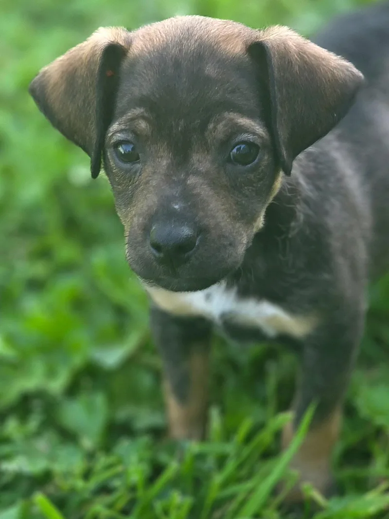 Bullwinkle thumbnail 2