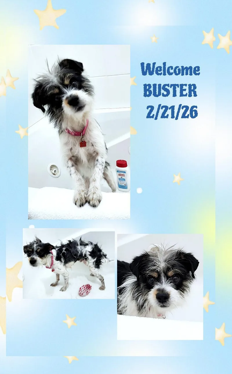 Buster thumbnail 5