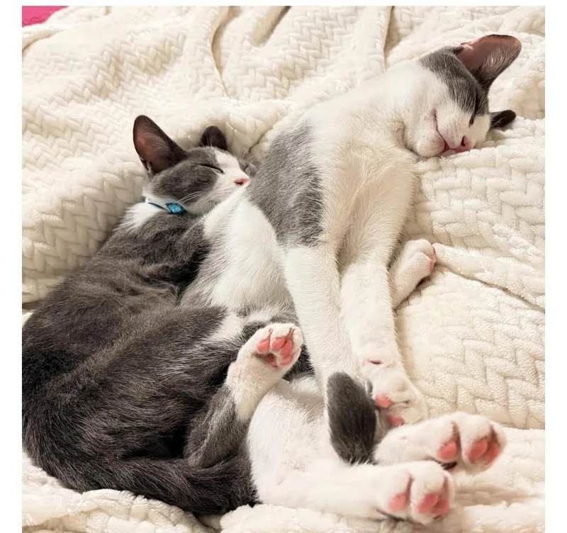 Shadow And Binx thumbnail 2