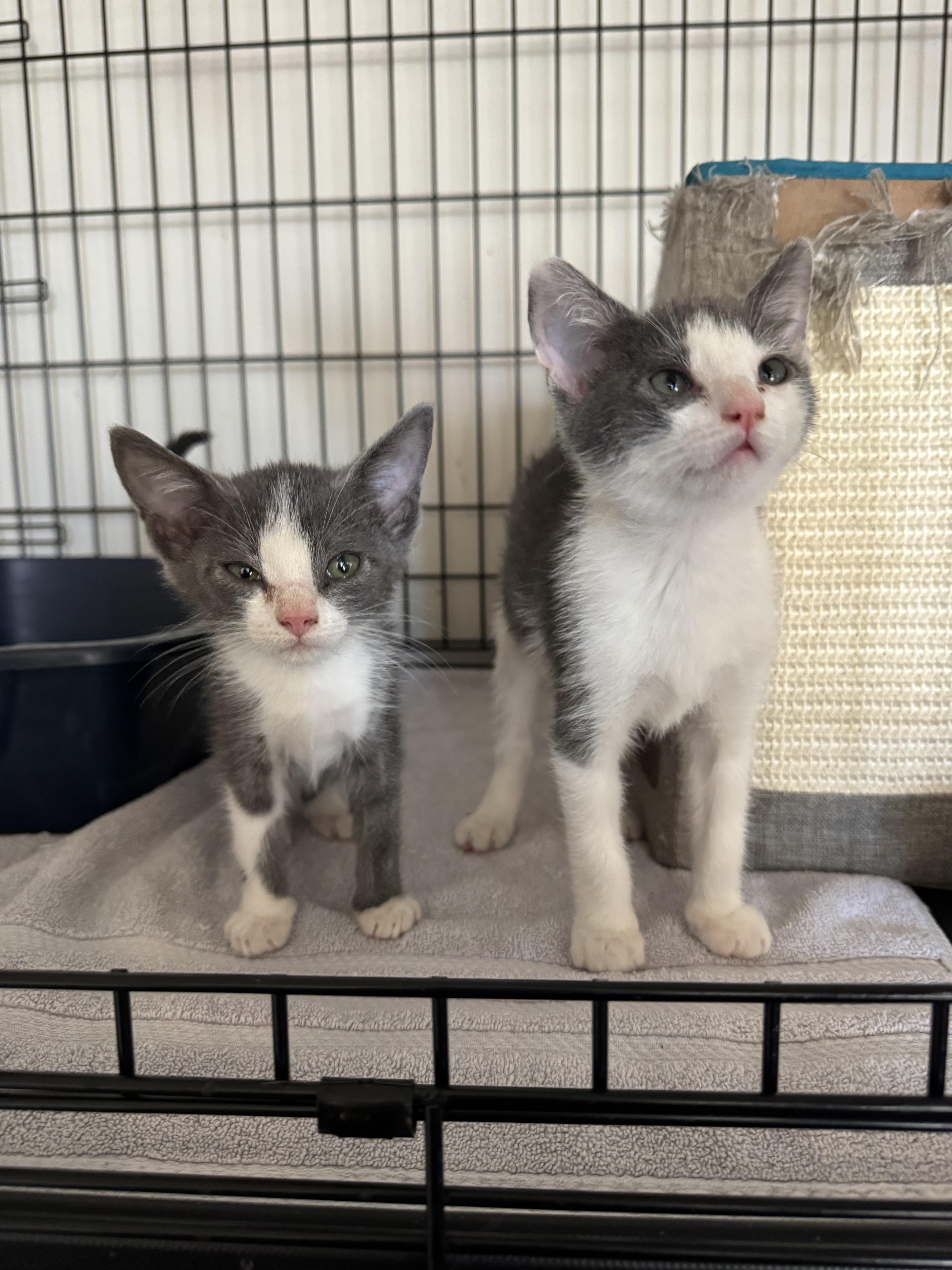 Shadow And Binx thumbnail 3