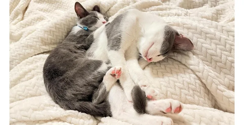 Shadow And Binx thumbnail 4