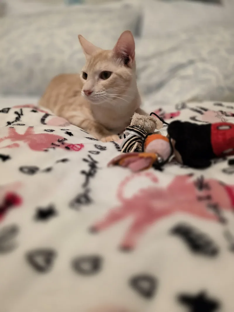 Marshmallow thumbnail 2