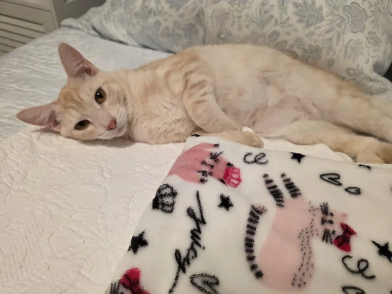 Marshmallow thumbnail 3