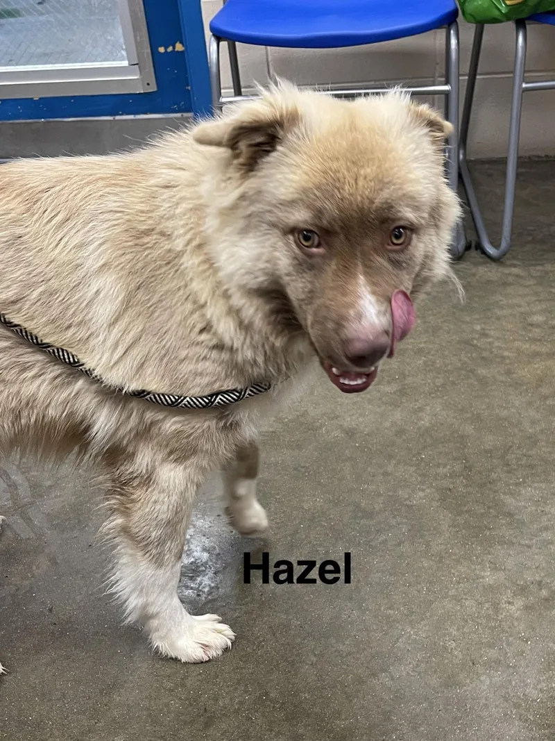 Hazel