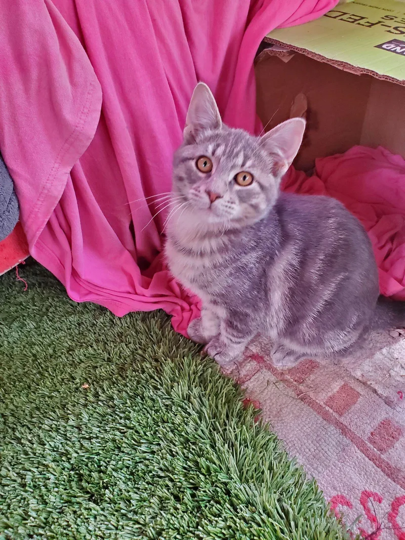 Happy Jack thumbnail 2