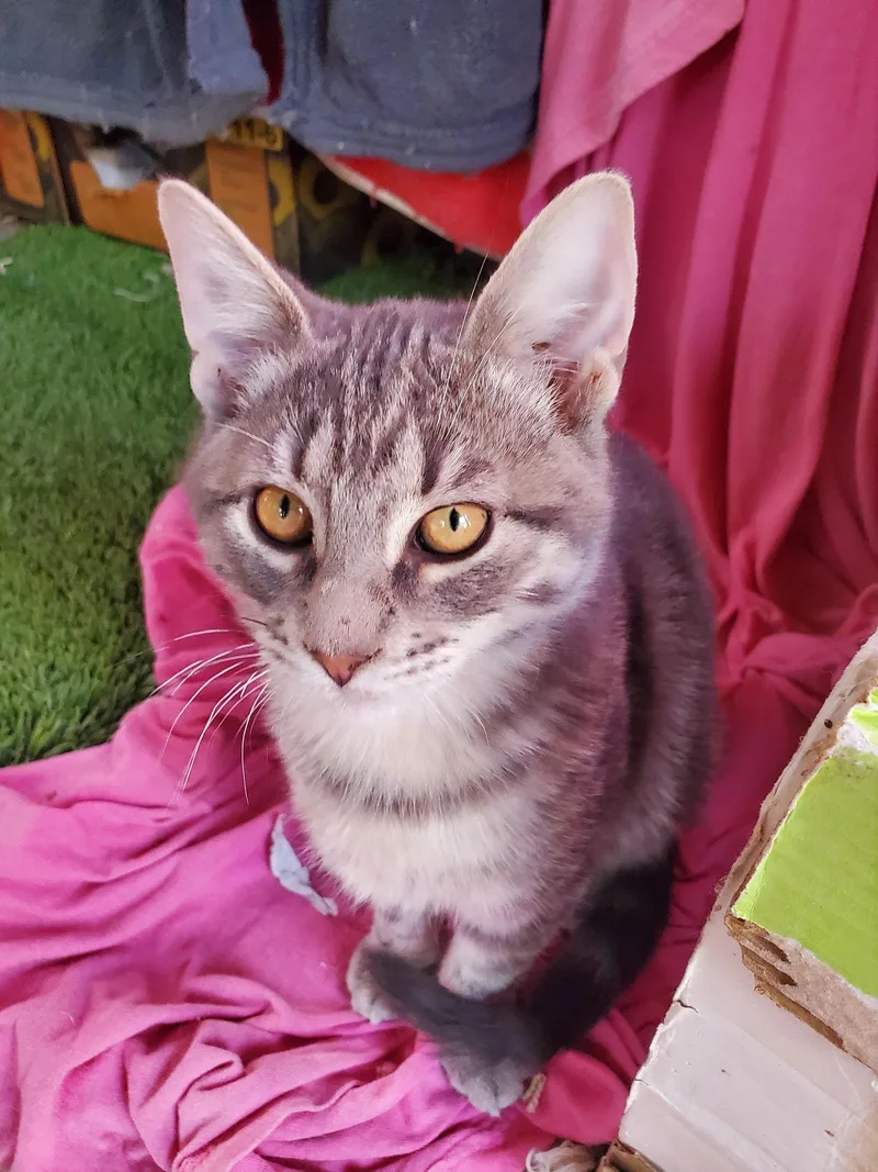 Happy Jack thumbnail 3