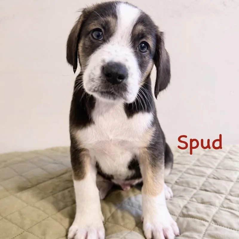 Spud