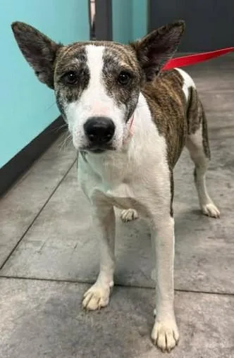 Dolly Pawton thumbnail 2