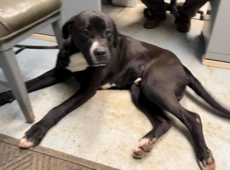 Meatloaf thumbnail 2