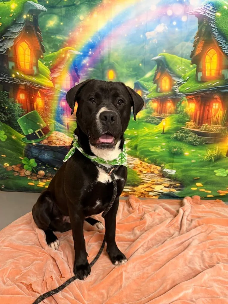 Meatloaf thumbnail 3