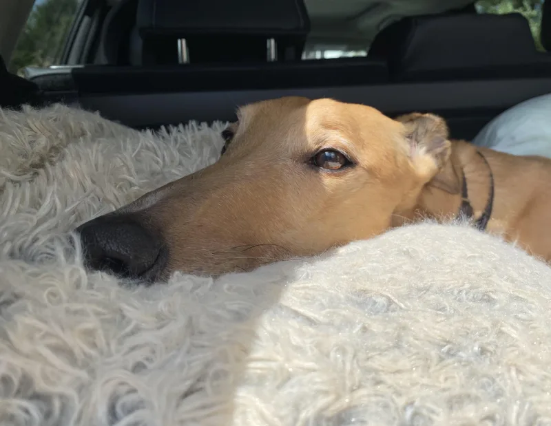 Teaser's Trick thumbnail 3