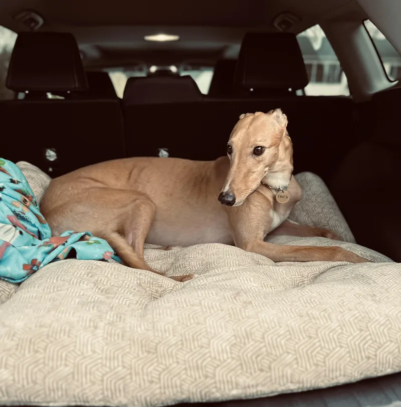 Teaser's Trick thumbnail 4