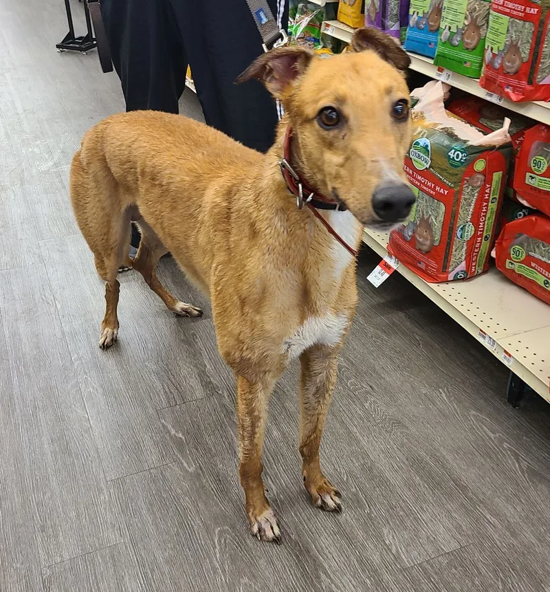 Teaser's Trick thumbnail 5