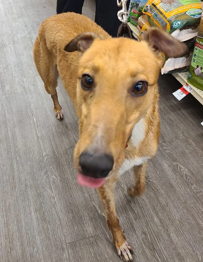 Teaser's Trick thumbnail 6