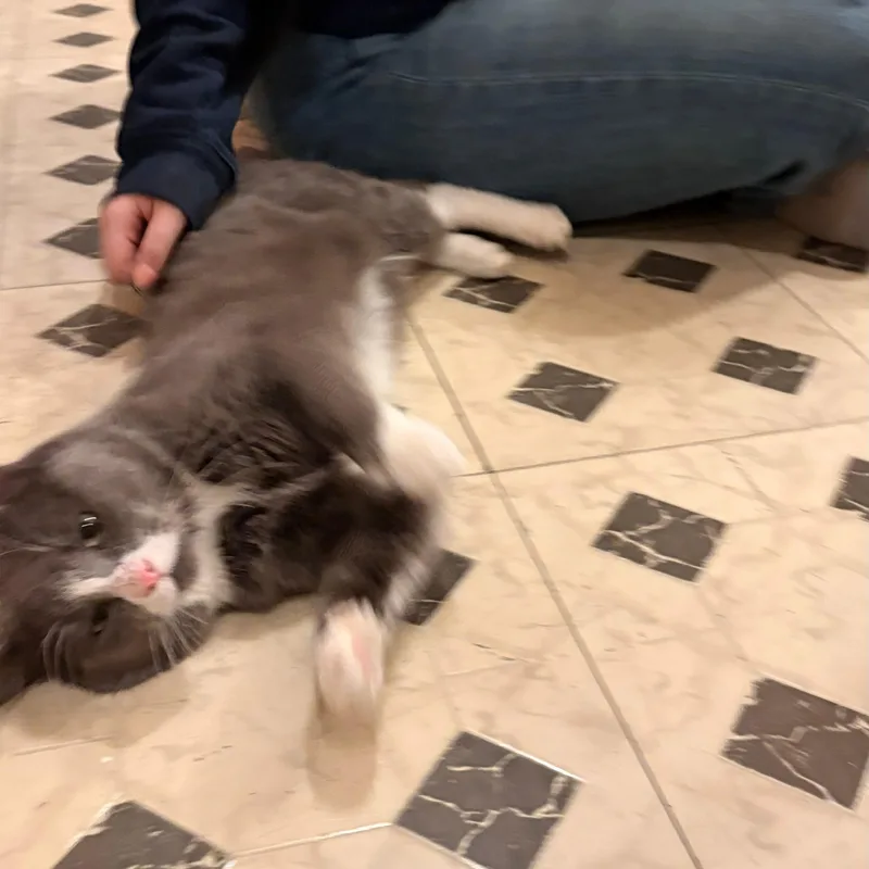 Pork Chop thumbnail 3