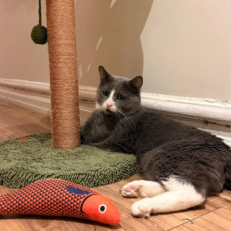 Pork Chop thumbnail 4