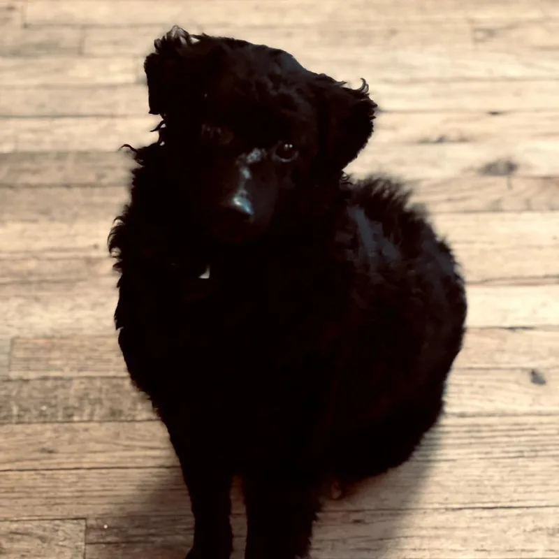 Willamina thumbnail 2