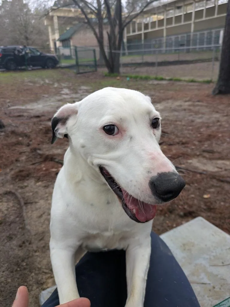 Layla  Cookie thumbnail 2