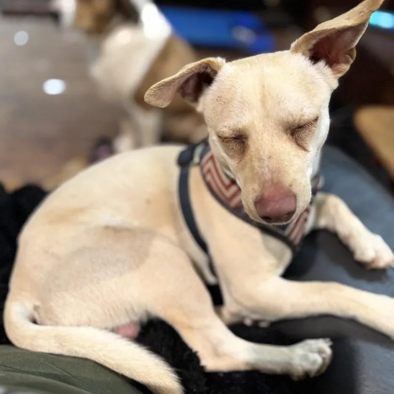 Clifford thumbnail 2