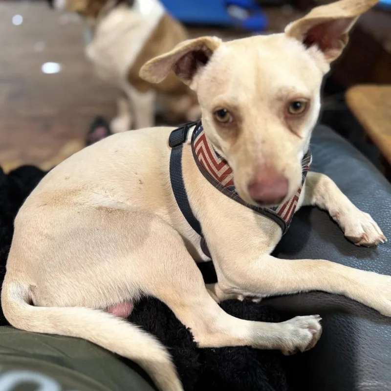 Clifford thumbnail 3