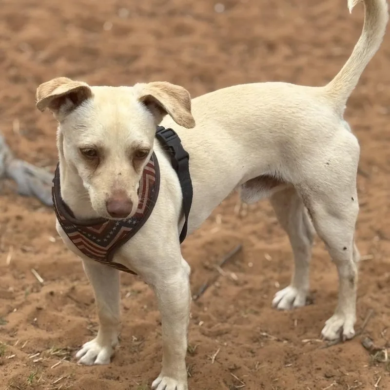 Clifford thumbnail 4