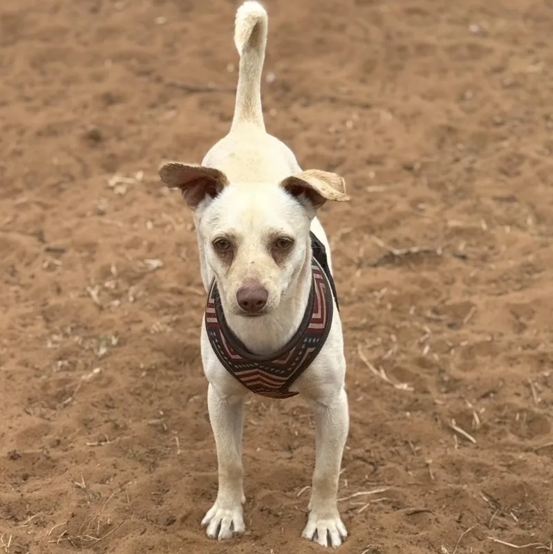 Clifford thumbnail 5