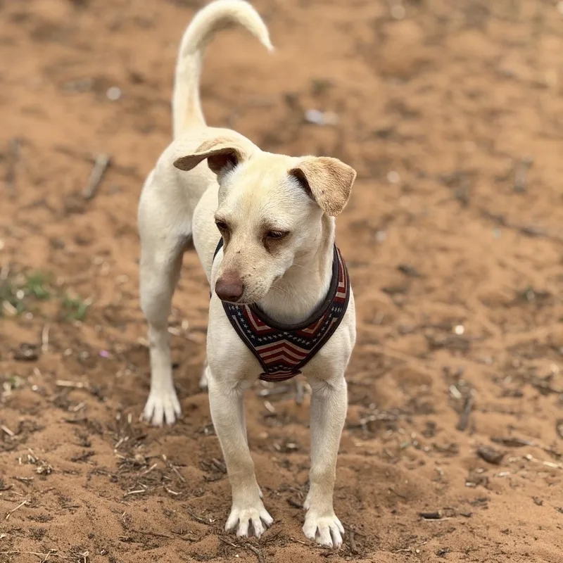 Clifford thumbnail 6