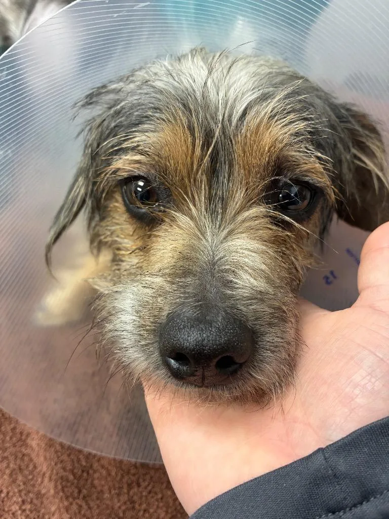 Snorkasaurus thumbnail 2