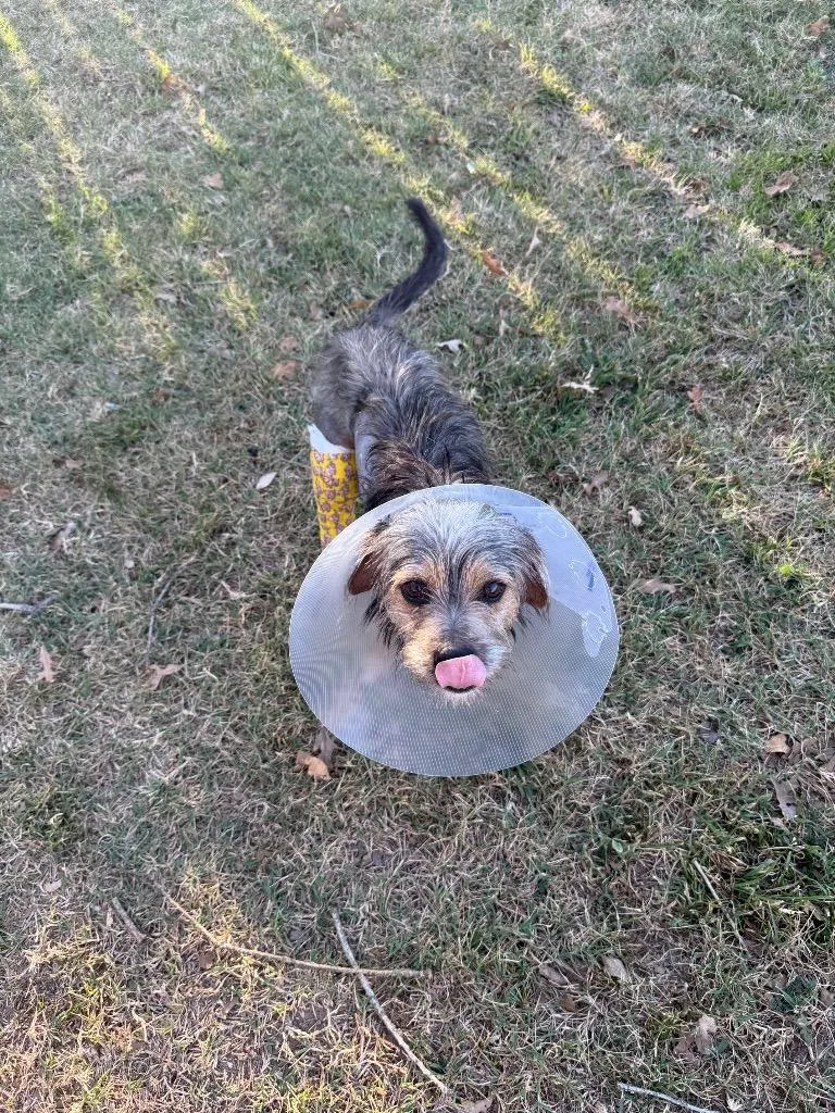 Snorkasaurus thumbnail 3