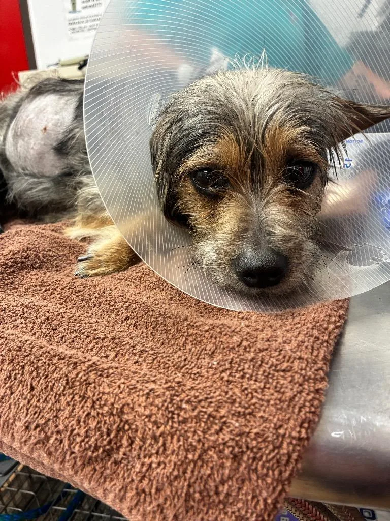 Snorkasaurus thumbnail 4