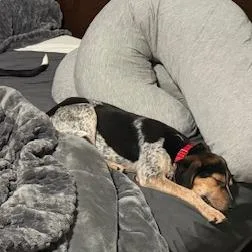 Candy Pup: Butterfinger