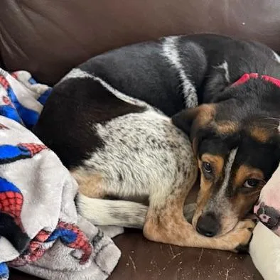 Candy Pup: Butterfinger thumbnail 2