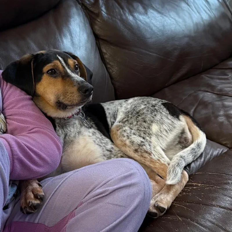 Candy Pup: Butterfinger thumbnail 3