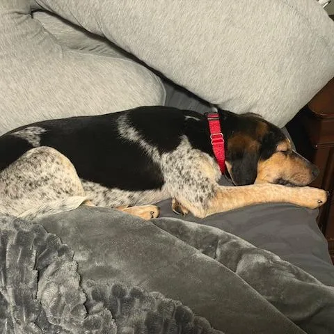 Candy Pup: Butterfinger thumbnail 6