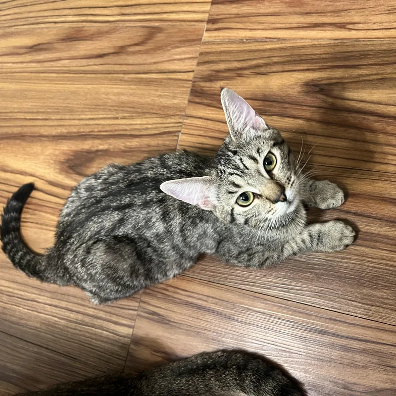 Julietta thumbnail 3