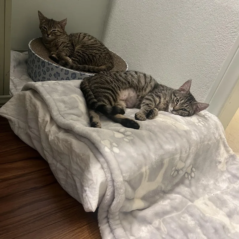 Julietta thumbnail 4