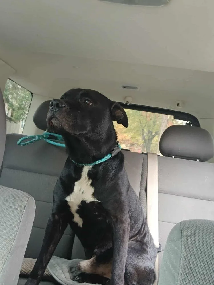 Mr. Crowley thumbnail 2