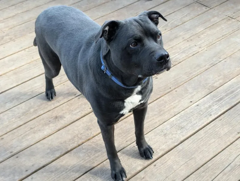 Mr. Crowley thumbnail 4