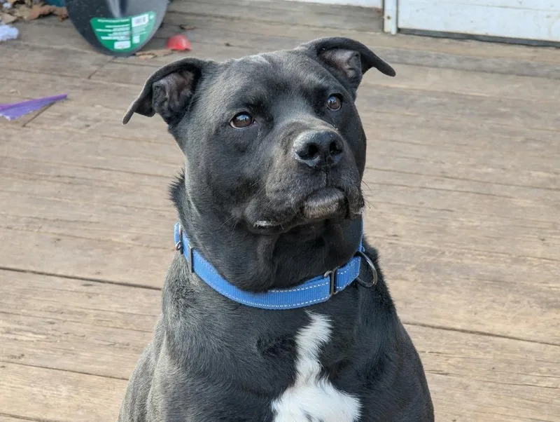 Mr. Crowley thumbnail 5