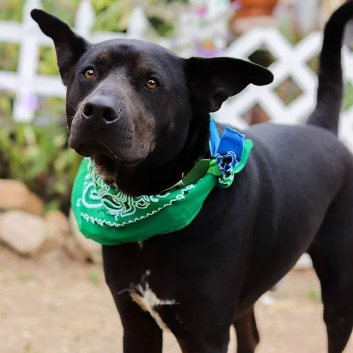 Pawblito thumbnail 3