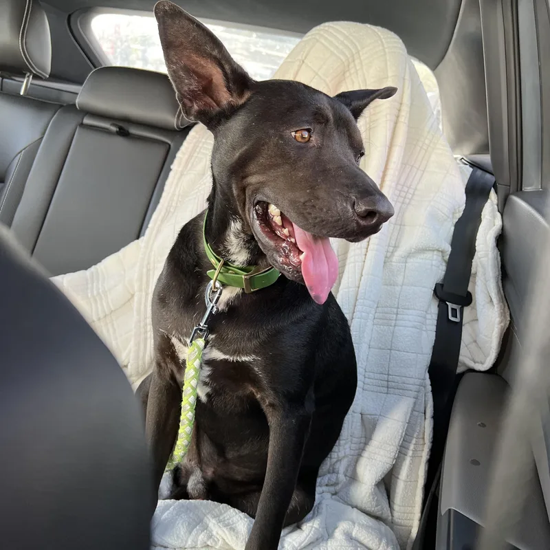 Pawblito thumbnail 4