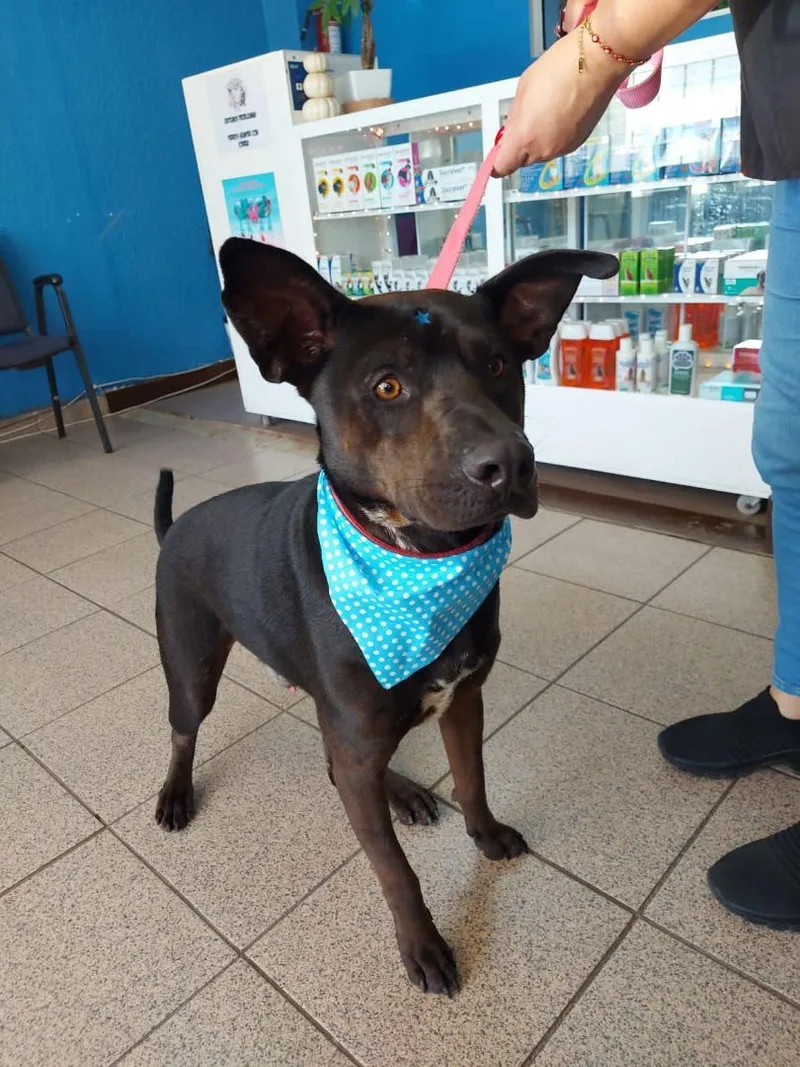 Pawblito thumbnail 6