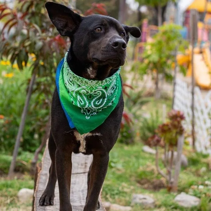 Pawblito thumbnail 2