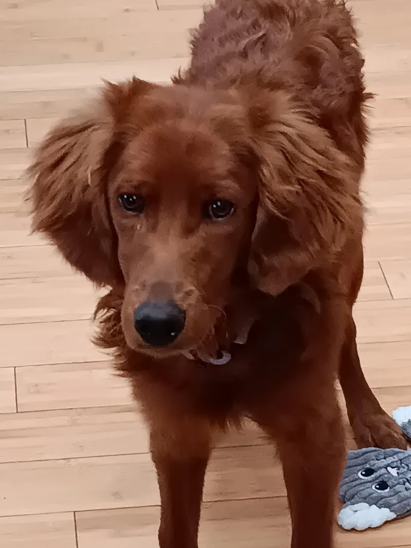 Murphy    thumbnail 2