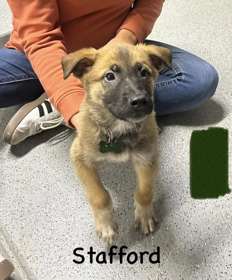 Worldwide Woofs Litter Stafford