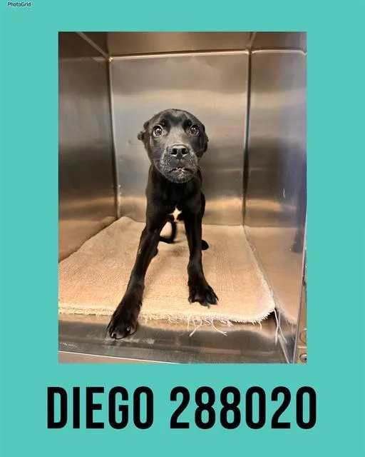 Diego
