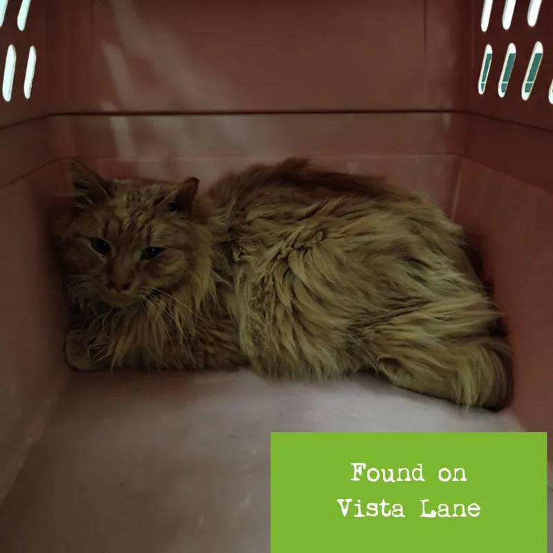 Fortune Cookie thumbnail 2